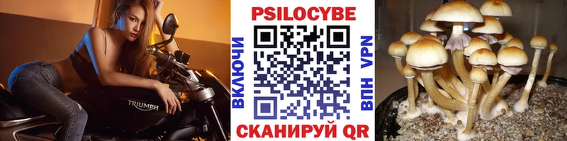 как найти   Горняк  гидра ССЫЛКА  darknet Telegram  Псилоцибиновые грибы Psilocybine cubensis 